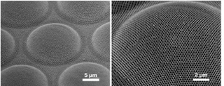 Illustration for article titled How a Moth's Eye Could Help Improve the Efficiency of Solar Cells